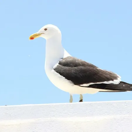Casa Do Mar -sea House Nazaré